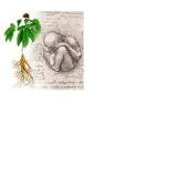 BIOGINSENG30 60CPS 27G