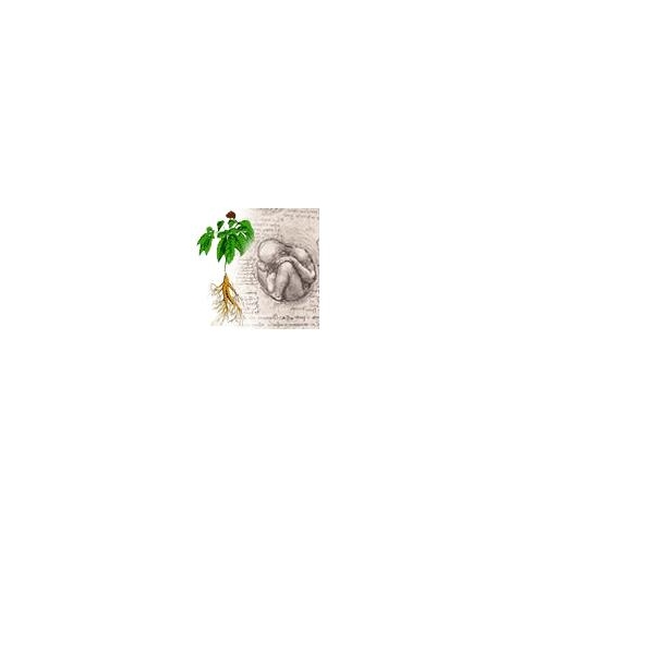 BIOGINSENG30 60CPS 27G